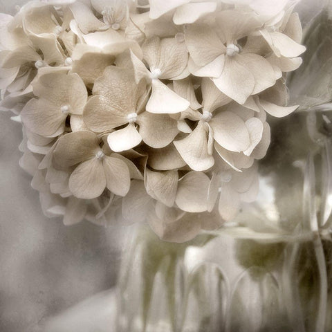 Sugar Hydrangea II Black Modern Wood Framed Art Print by Weisz, Irene