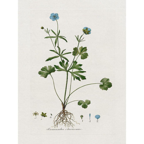 Buttercup Study White Modern Wood Framed Art Print by Donovan, Kelly