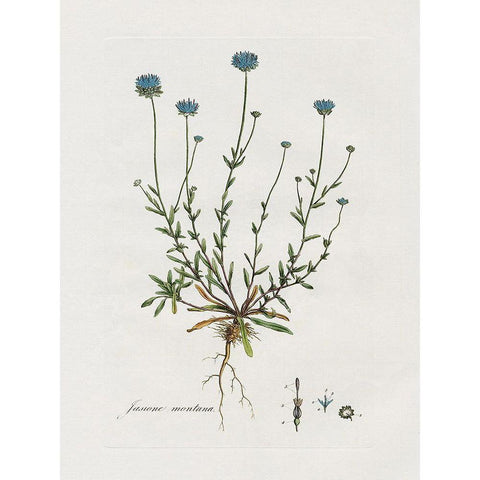 Bellflower Study White Modern Wood Framed Art Print by Donovan, Kelly