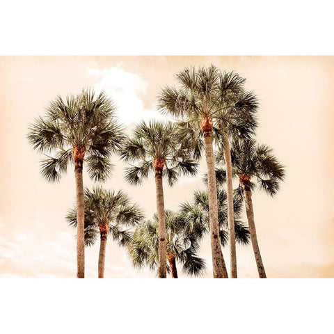 Blushing Palms Black Modern Wood Framed Art Print with Double Matting by Carpentieri, Natalie
