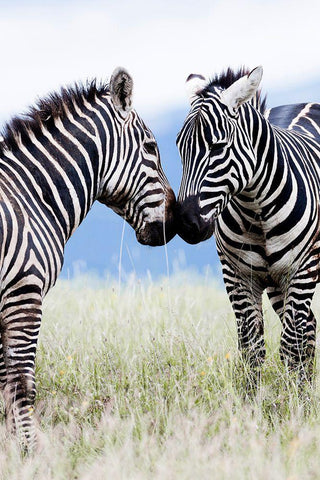 African Affection White Modern Wood Framed Art Print with Double Matting by Delimont, Danita