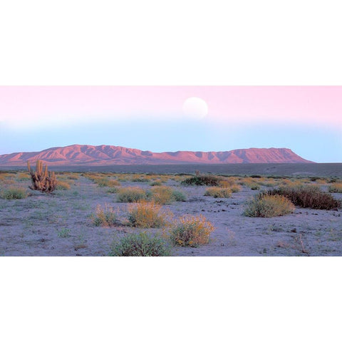 Vallenar Atacama Desert Gold Ornate Wood Framed Art Print with Double Matting by Delimont, Danita