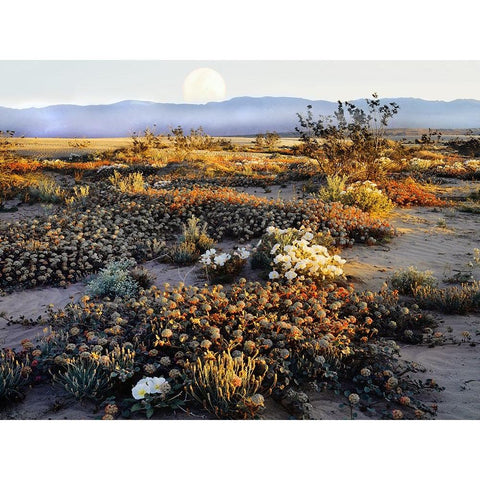 Anza Borrego Desert White Modern Wood Framed Art Print by Delimont, Danita