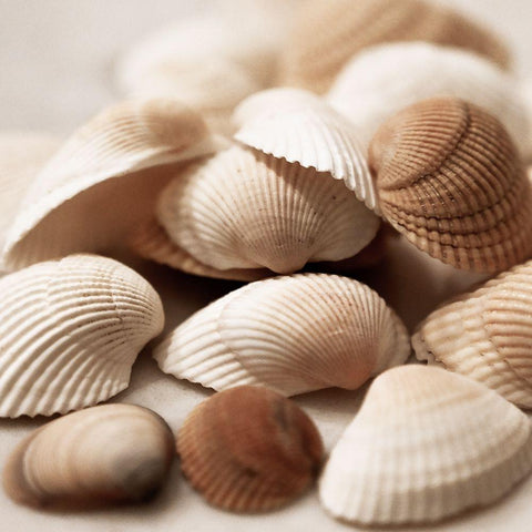 Beach Treasures I White Modern Wood Framed Art Print by Carpentieri, Natalie