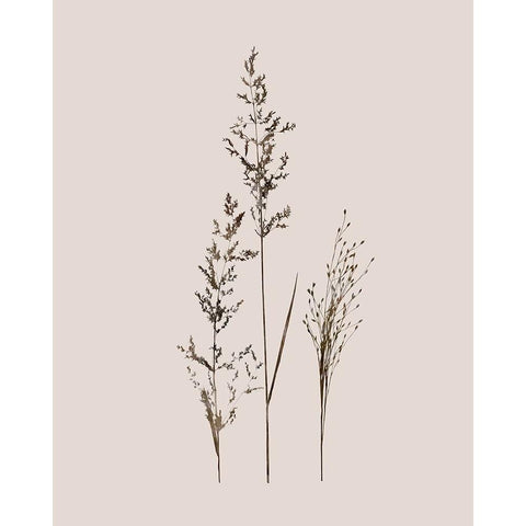 Delicate Stems I Black Modern Wood Framed Art Print with Double Matting by Robinson, Carol