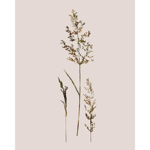 Delicate Stems II White Modern Wood Framed Art Print by Robinson, Carol