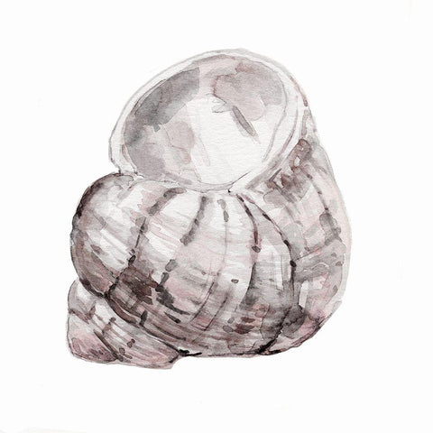 Blush Shell III White Modern Wood Framed Art Print by Robinson, Carol