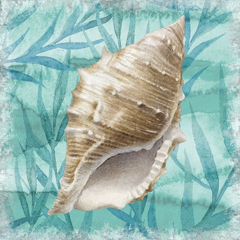 Shells Ashore II White Modern Wood Framed Art Print with Double Matting by Knutsen, Conrad