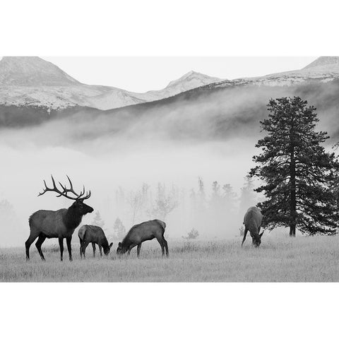 Mountain Elk White Modern Wood Framed Art Print by Delimont, Danita