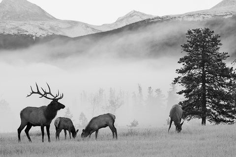 Mountain Elk Black Ornate Wood Framed Art Print with Double Matting by Delimont, Danita