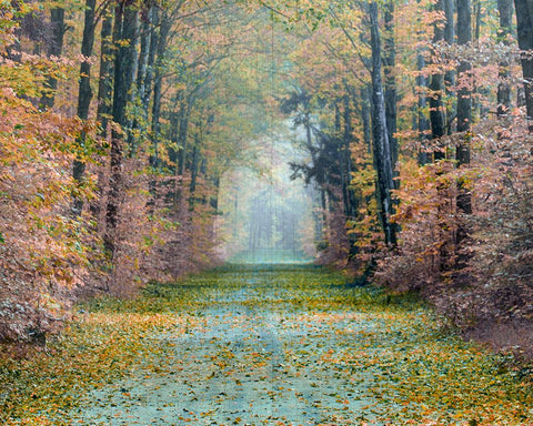 Enchanted Path Black Modern Wood Framed Art Print by Delimont, Danita