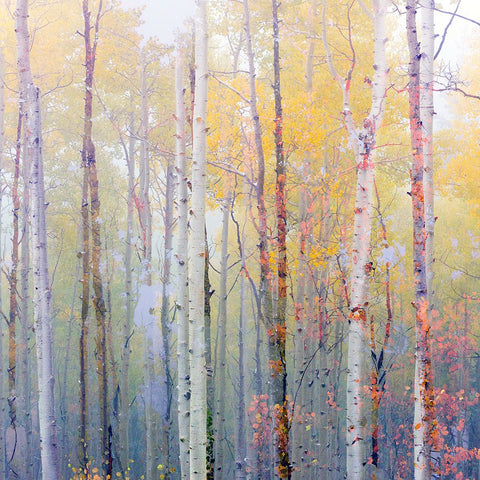 Foggy Aspen Black Ornate Wood Framed Art Print with Double Matting by Delimont, Danita