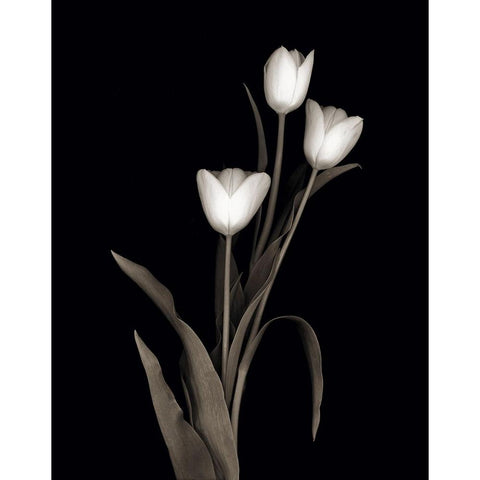 Tulip Pose I Black Modern Wood Framed Art Print with Double Matting by Delimont, Danita