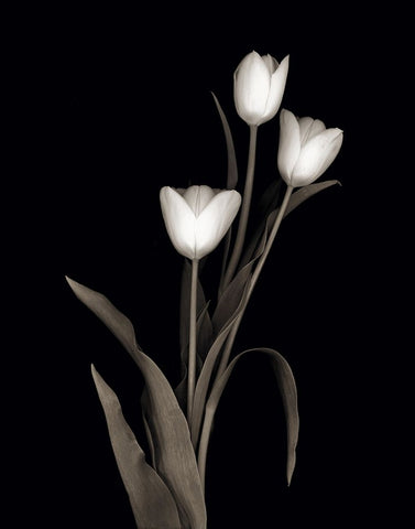 Tulip Pose I White Modern Wood Framed Art Print with Double Matting by Delimont, Danita