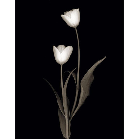 Tulip Pose II Gold Ornate Wood Framed Art Print with Double Matting by Delimont, Danita