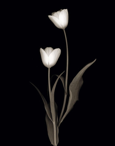 Tulip Pose II White Modern Wood Framed Art Print with Double Matting by Delimont, Danita