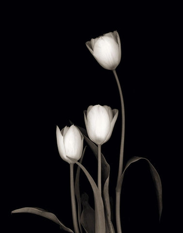 Tulip Pose III White Modern Wood Framed Art Print with Double Matting by Delimont, Danita