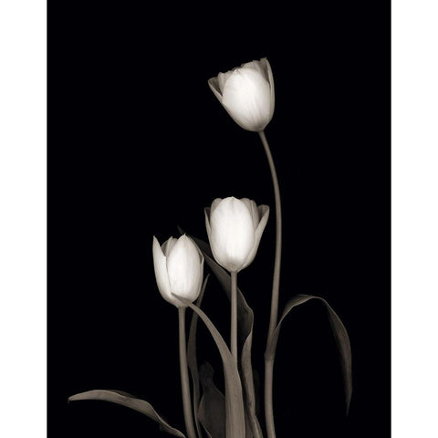 Tulip Pose III Black Modern Wood Framed Art Print by Delimont, Danita