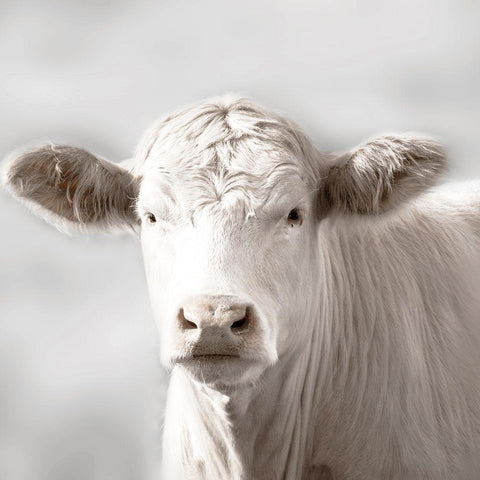 Soft Cow Grazing White Modern Wood Framed Art Print by Delimont, Danita