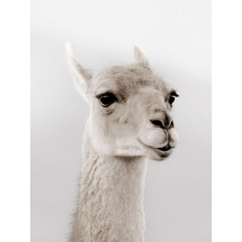 Soft Llama Black Modern Wood Framed Art Print by Delimont, Danita