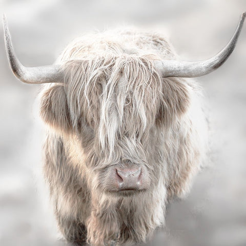 Soft Solo Highland White Modern Wood Framed Art Print with Double Matting by Delimont, Danita