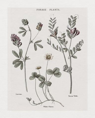 Multi Botanical I White Modern Wood Framed Art Print with Double Matting by Donovan, Kelly