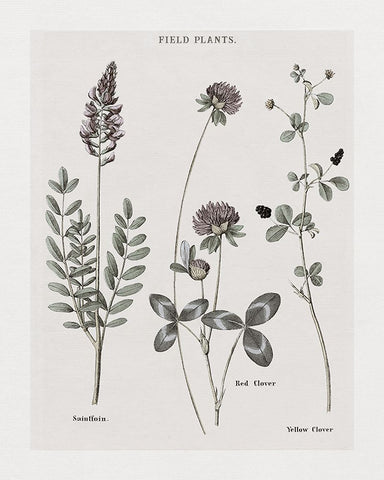 Multi Botanical II Black Modern Wood Framed Art Print by Donovan, Kelly