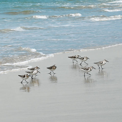 Sandpiper Shore I White Modern Wood Framed Art Print with Double Matting by Carpentieri, Natalie