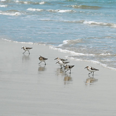 Sandpiper Shore II White Modern Wood Framed Art Print with Double Matting by Carpentieri, Natalie