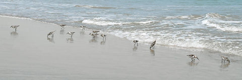 Shorebirds White Modern Wood Framed Art Print with Double Matting by Carpentieri, Natalie