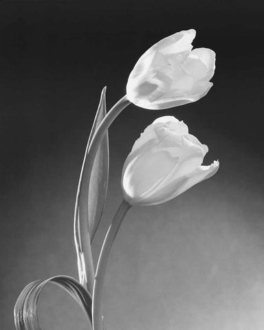Tulip Duo White Modern Wood Framed Art Print with Double Matting by Stefanich, Dick and Diane
