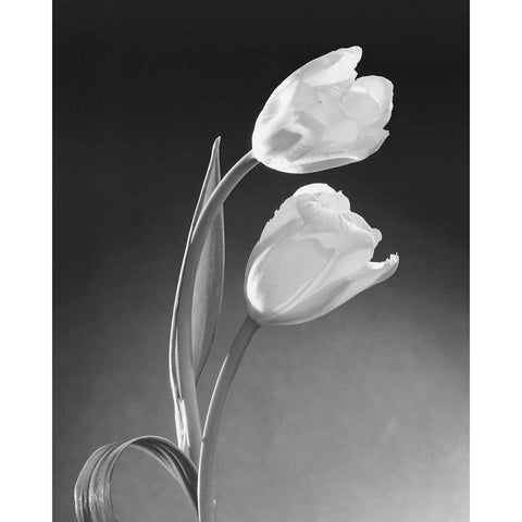 Tulip Duo Black Modern Wood Framed Art Print by Stefanich, Dick and Diane