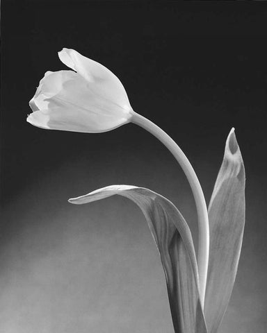 Solo Tulip White Modern Wood Framed Art Print with Double Matting by Stefanich, Dick and Diane