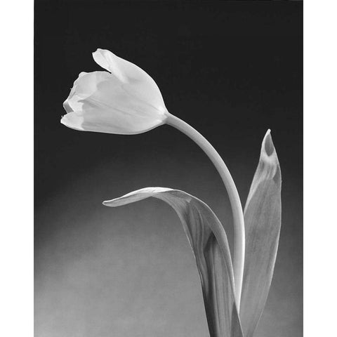 Solo Tulip White Modern Wood Framed Art Print by Stefanich, Dick and Diane