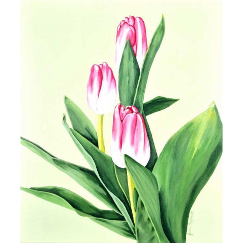 Three Tulips Black Modern Wood Framed Art Print with Double Matting by Segrest, Jane