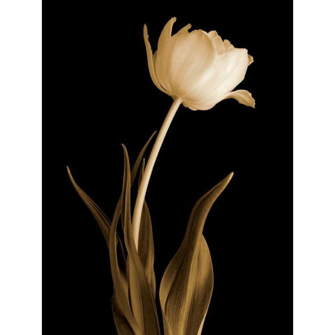 Classic Beauty Black Modern Wood Framed Art Print with Double Matting by Britt, Charles
