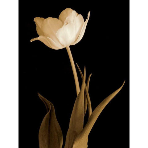 Splendid Beauty Black Modern Wood Framed Art Print by Britt, Charles