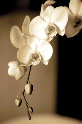Exotic Blooms White Modern Wood Framed Art Print with Double Matting by Ryan, Cinzia