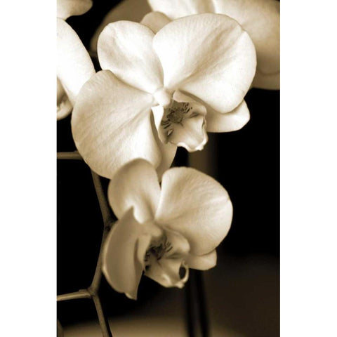Exotic Blooms Black Modern Wood Framed Art Print by Ryan, Cinzia