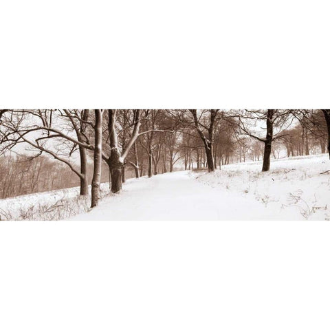 First Snow I White Modern Wood Framed Art Print by Sleeper, Mike