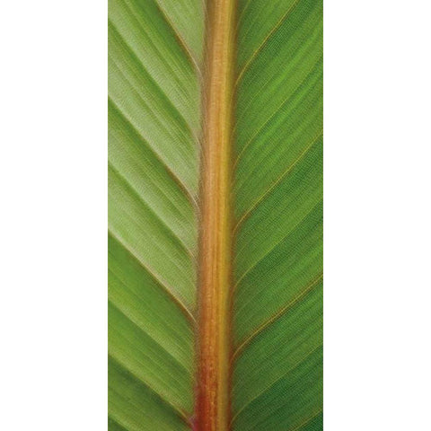 Verdant Trio II Black Modern Wood Framed Art Print with Double Matting by Maihara/Watt, Jeff/Boyce