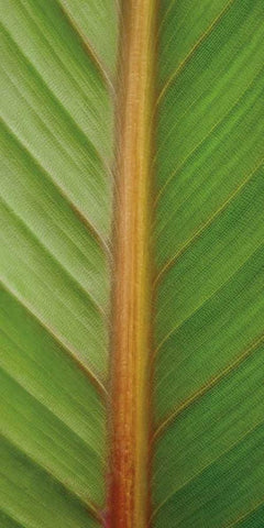 Verdant Trio II White Modern Wood Framed Art Print with Double Matting by Maihara/Watt, Jeff/Boyce