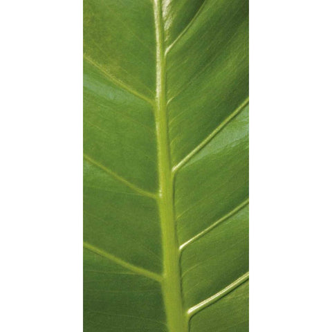 Verdant Trio III White Modern Wood Framed Art Print by Maihara/Watt, Jeff/Boyce