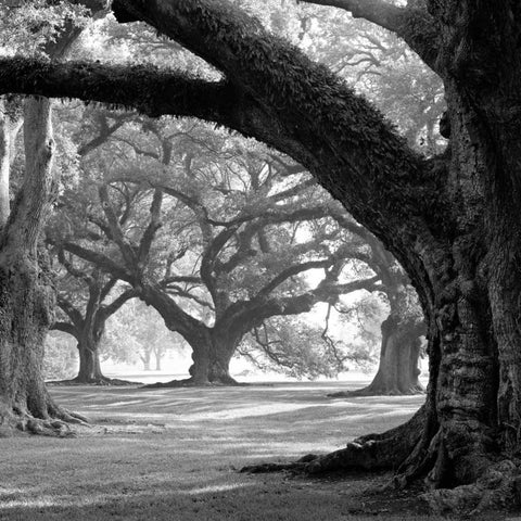 Oak Alley, West Row White Modern Wood Framed Art Print by Guion, William