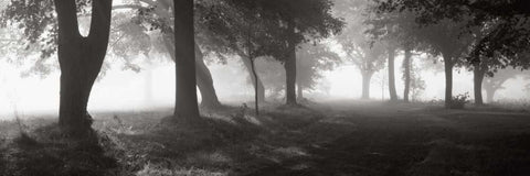 Translucence Black Ornate Wood Framed Art Print with Double Matting by Sleeper, Mike