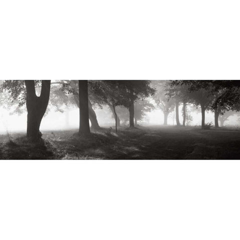 Translucence Black Modern Wood Framed Art Print by Sleeper, Mike