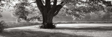 Ascendancy) Black Ornate Wood Framed Art Print with Double Matting by Sleeper, Mike