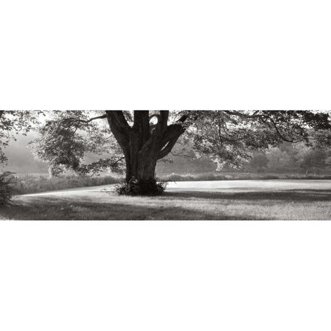 Ascendancy) Black Modern Wood Framed Art Print by Sleeper, Mike