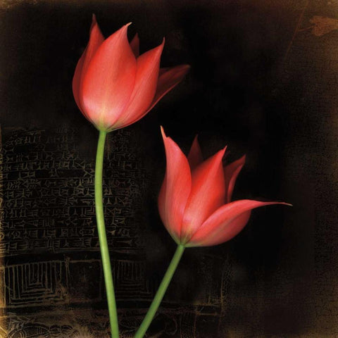 Species Tulips Black Modern Wood Framed Art Print by Filler, Rick