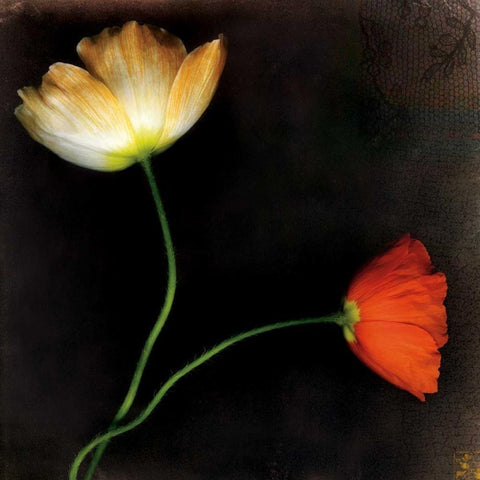 Icelantic Poppies Black Ornate Wood Framed Art Print with Double Matting by Filler, Rick